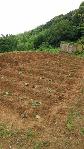 さつまいも収穫体験用の芋苗植付作業を行いました