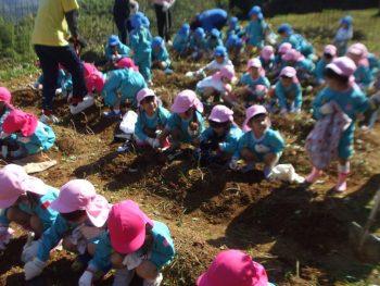 サツマイモ収穫体験状況その4